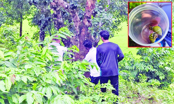 গেছো শামুকের প্রজনন আচরণে বিশ্বজুড়ে প্রথম আবিষ্কার: রাবি গবেষকদের সাফল্য