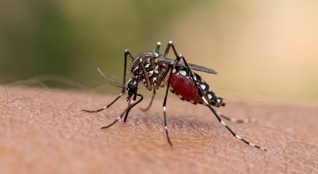 ডেঙ্গু জ্বরের মূল বাহক এডিস মশা